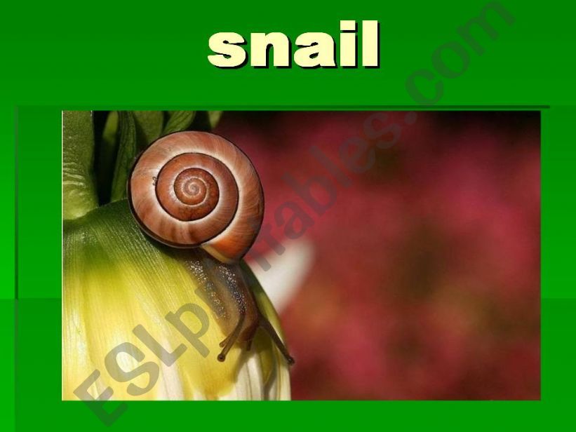snail powerpoint