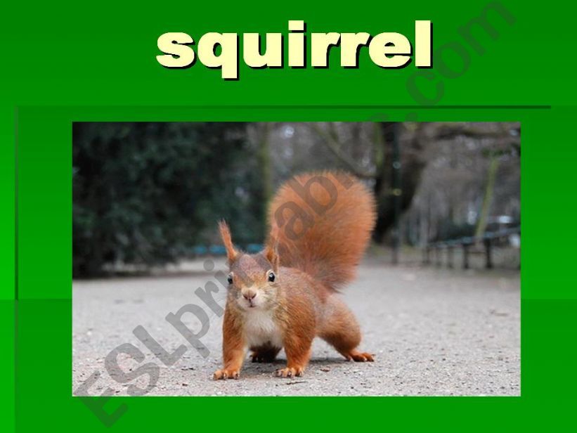 squirrel powerpoint