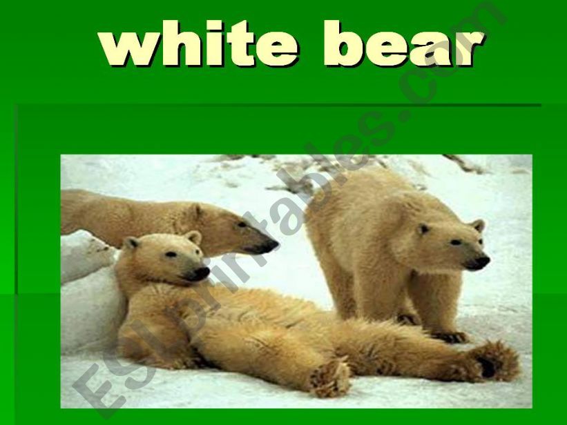 white bear powerpoint