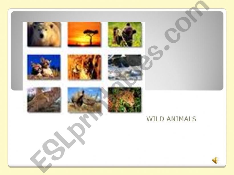 Wild animals powerpoint