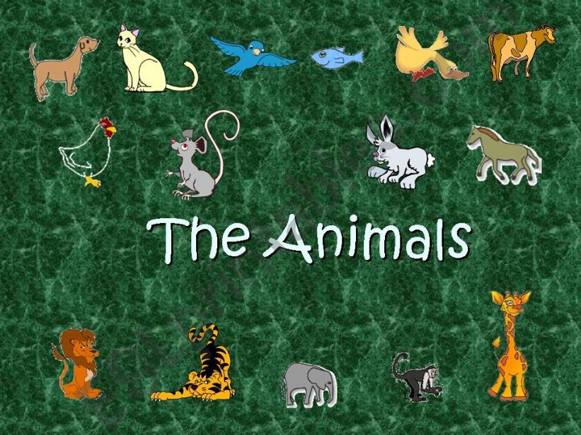 The animals powerpoint