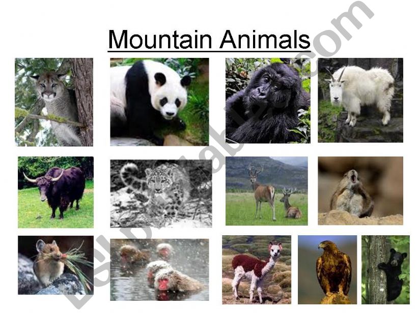 ESL - English PowerPoints: mountain animals