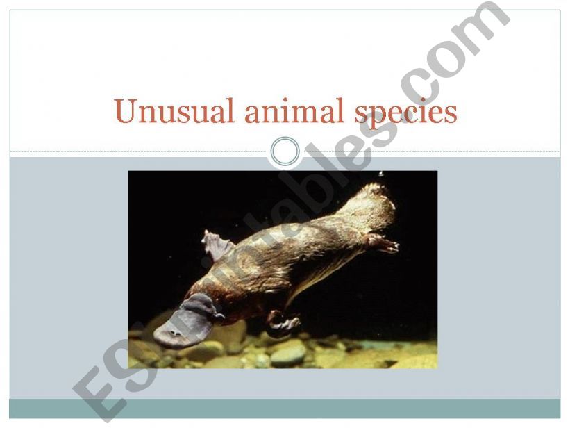 UNUSUAL ANIMAL SPECIES powerpoint