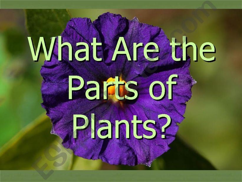 Parts of Plants powerpoint