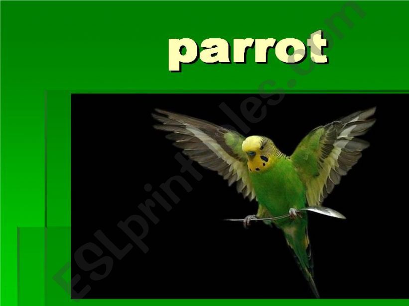 parrot flashcard powerpoint
