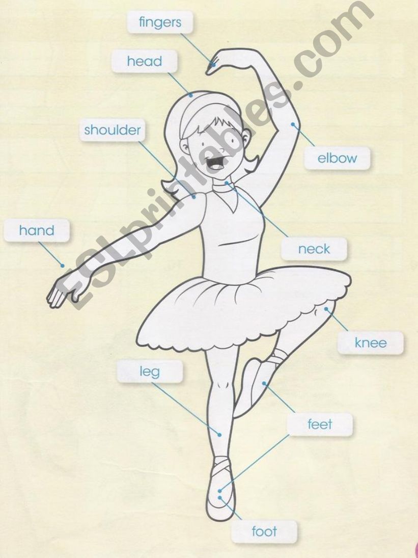 The parts of the body powerpoint