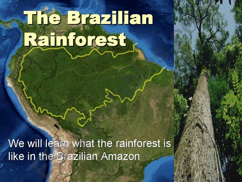 Brazilian rainforest& animals powerpoint