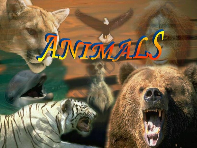 Animals 1/1 powerpoint