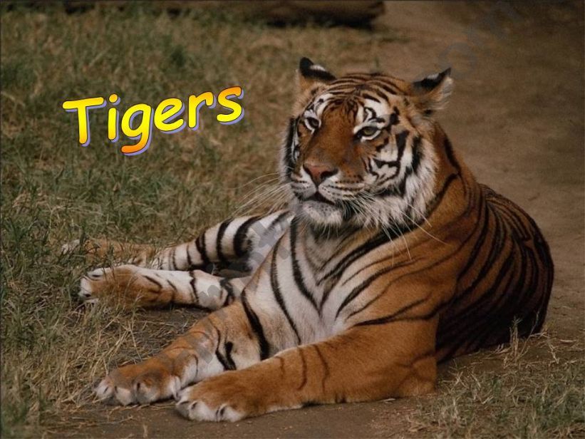 Animals 1/2 powerpoint