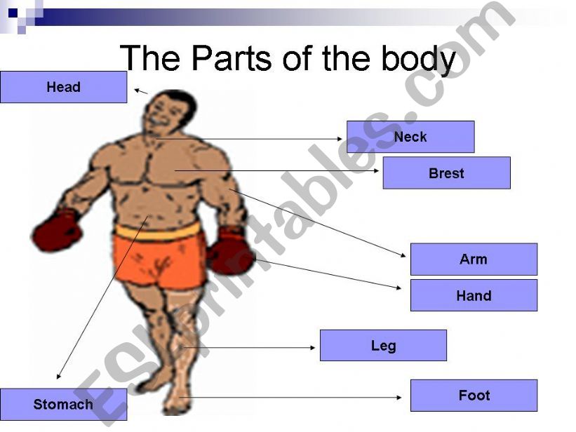 parts of the body powerpoint