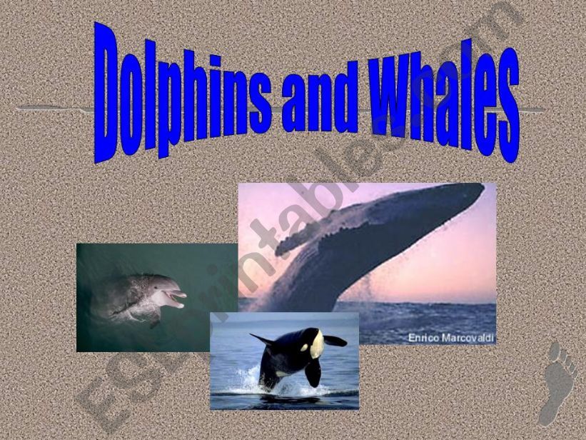 About Dolphins and Whales powerpoint