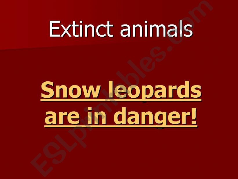 Snow leopards are in danger. powerpoint