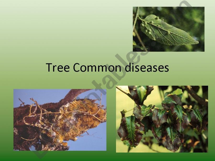 Tree common diseases powerpoint