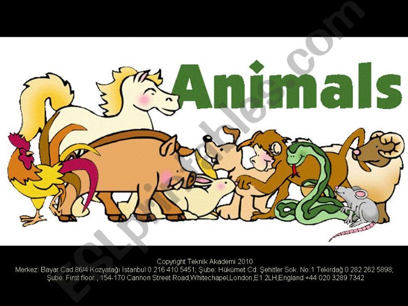 animals for kids powerpoint