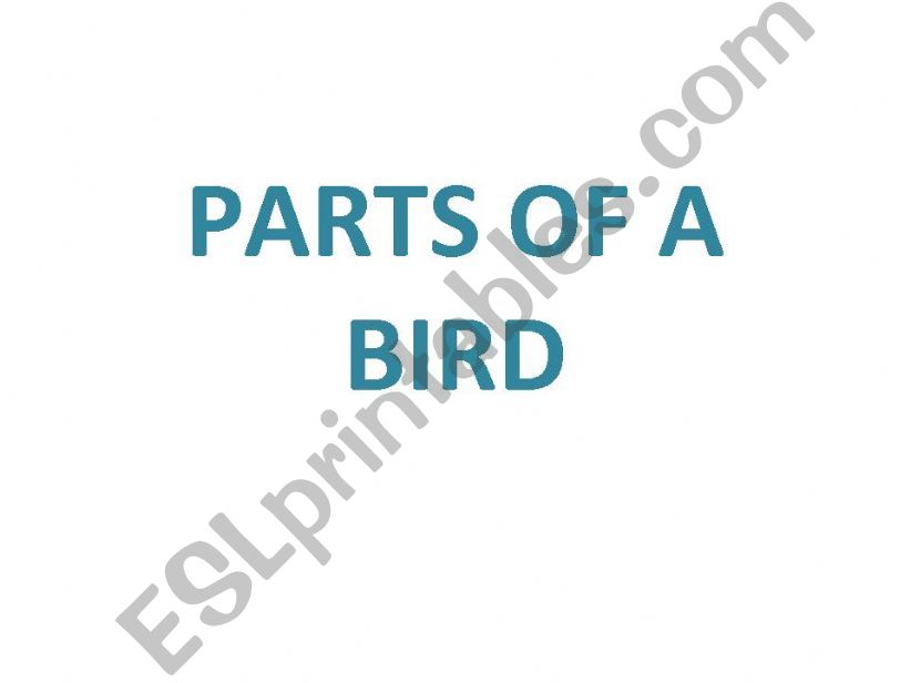 part of bird powerpoint