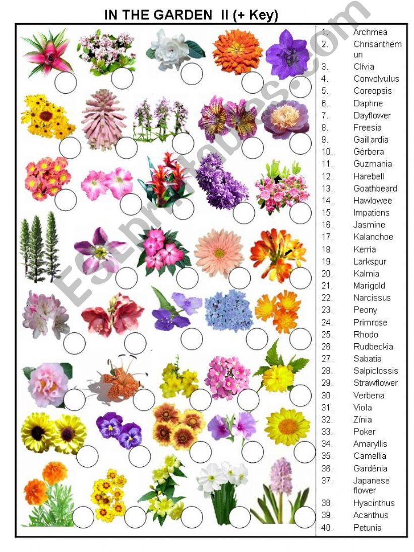 IN THE GARDEM II (+ KEY ANSWER)