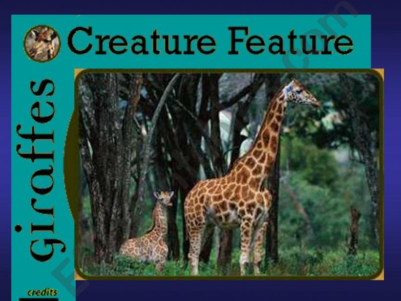 GIRAFFES powerpoint