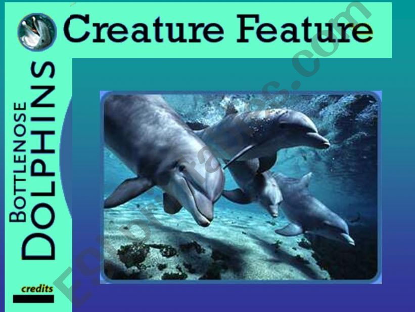 BOTTLENOSE DOLPHINS powerpoint