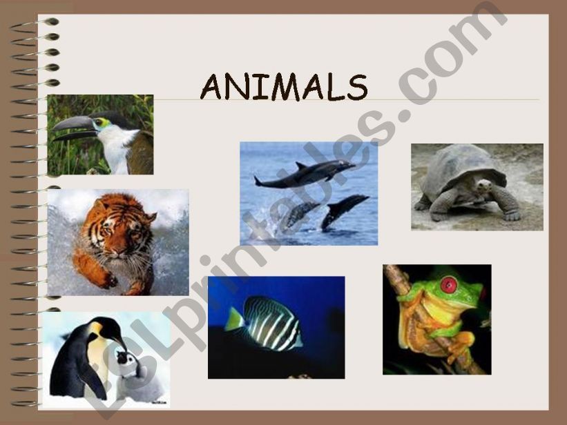 Animals 