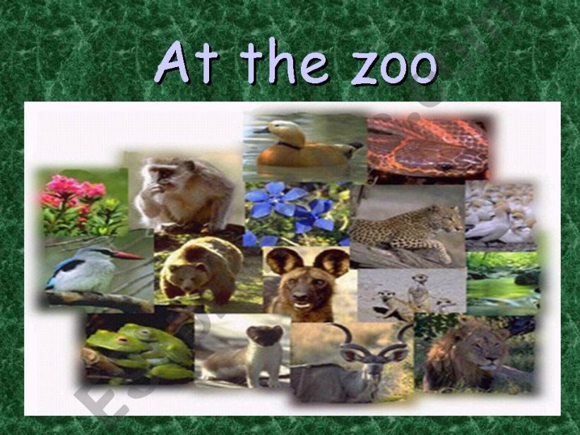 At the zoo powerpoint