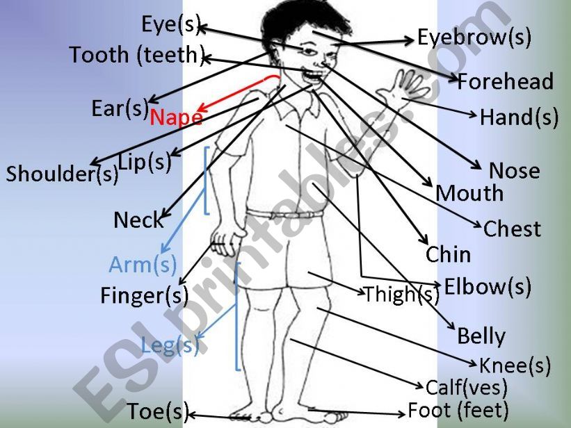 PARTS OF THE BODY powerpoint