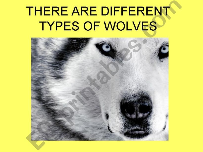 THE WOLF POWERPOINT PART 1 powerpoint