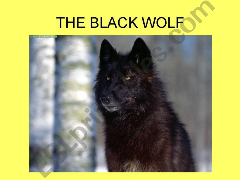 THE WOLF PART 2 POWERPOINT powerpoint