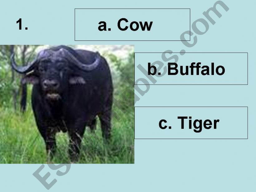 Animals and things tests powerpoint