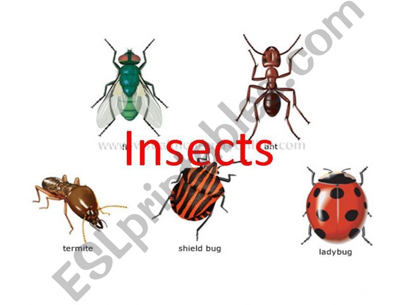 Insects ( vocabulary )  powerpoint