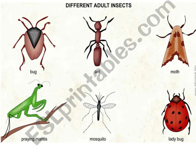 INSECTS powerpoint