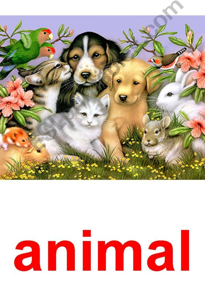 animals powerpoint