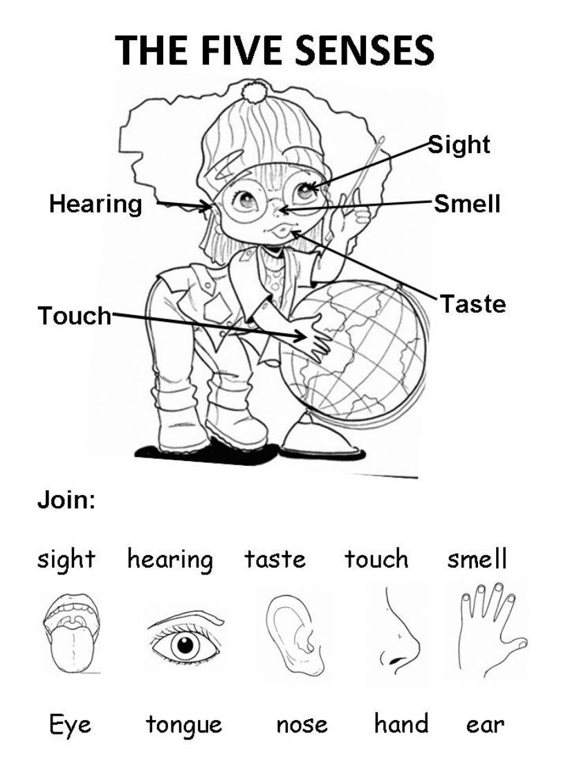 THE FIVE SENSES powerpoint