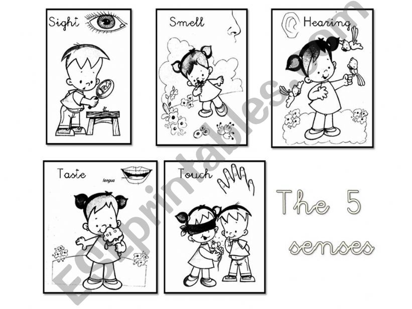 the five senses powerpoint