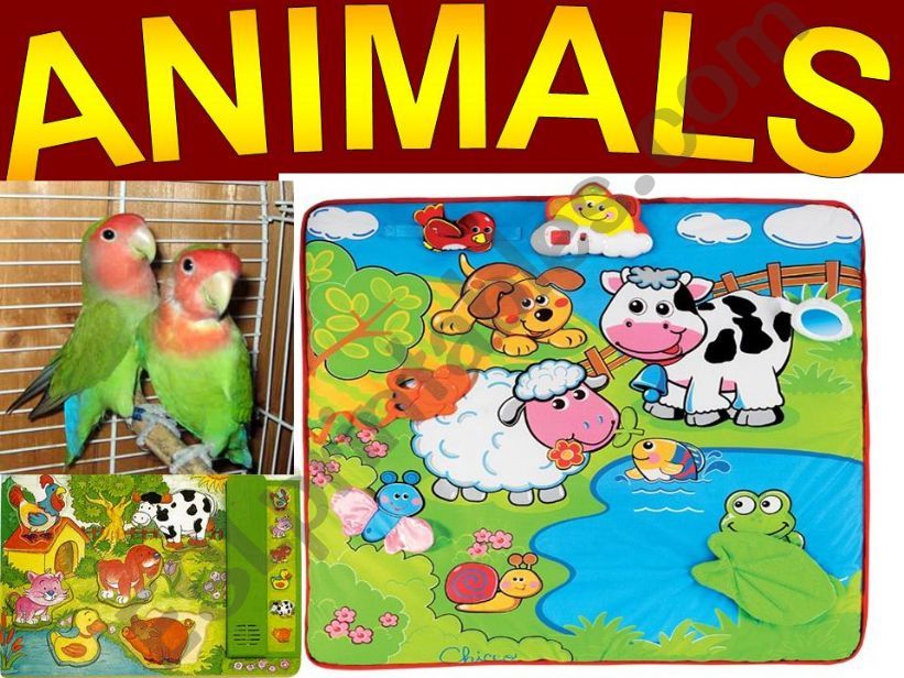 ANIMALS powerpoint