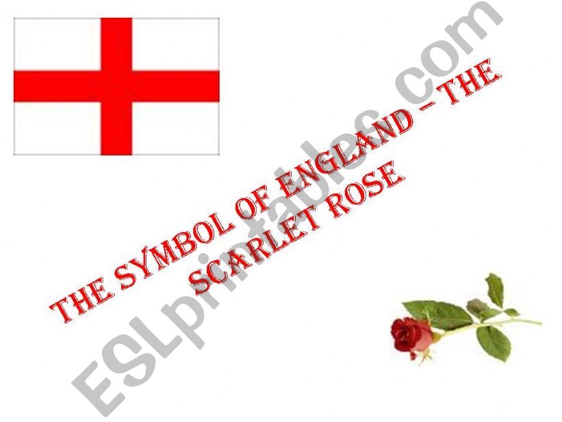THE SYMBOL OF ENGLAND - THE SCARLET ROSE