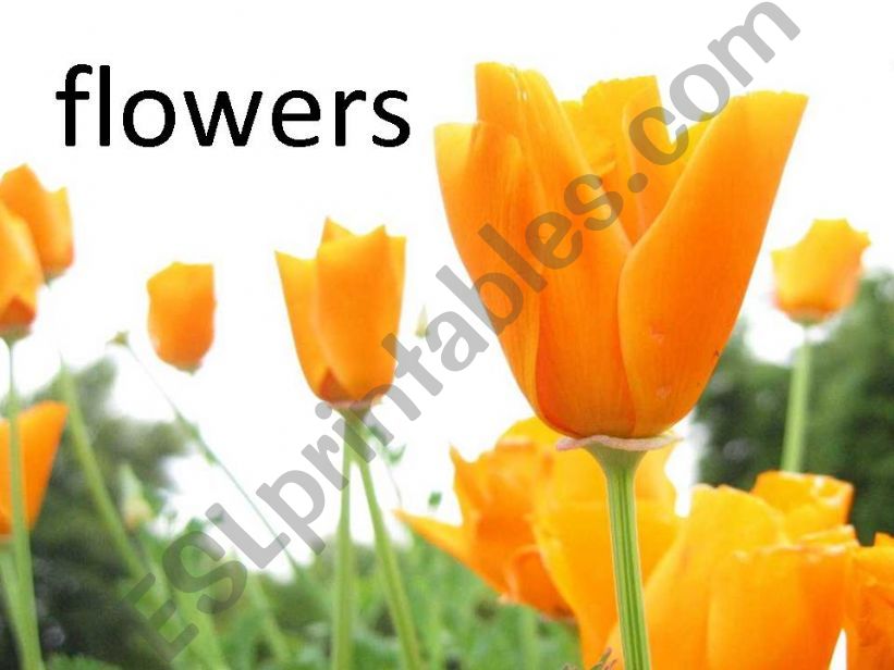 Protecting Nature powerpoint