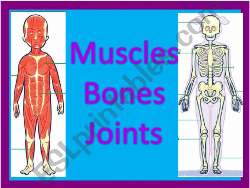 muscles and bones powerpoint