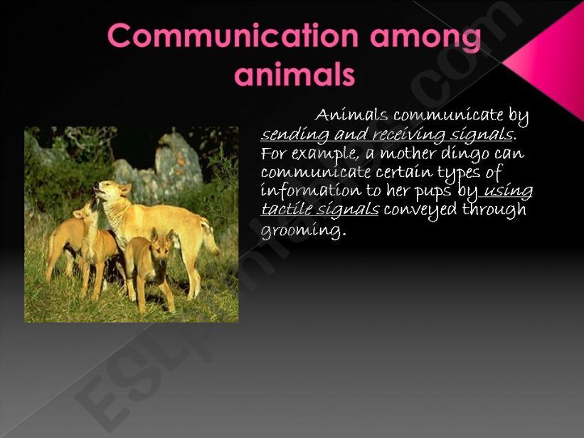 Communication among Animals powerpoint