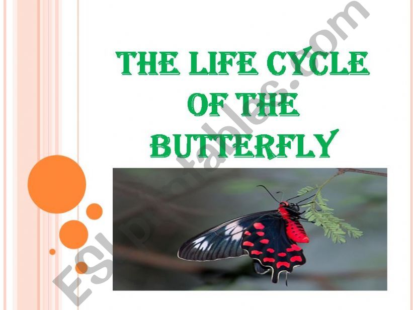 the life cycle of the butterfly