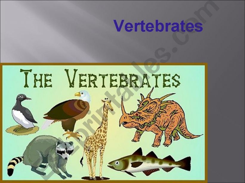 Vertebrates powerpoint