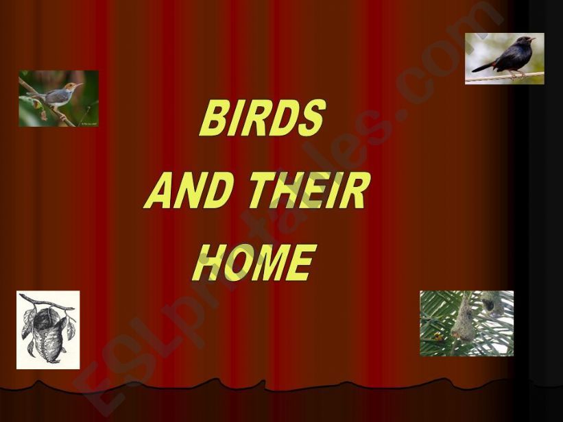 BIRDS AND THEIR HOMES powerpoint