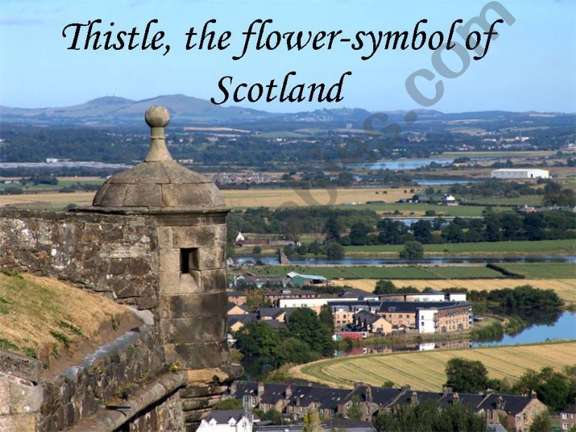 Thistle, the flower-symbol of Scotland