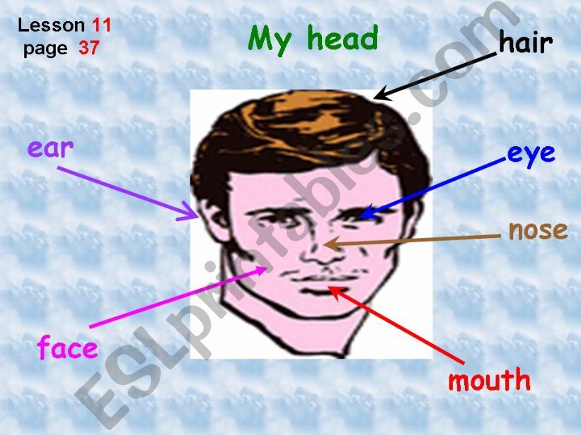 ESL - English PowerPoints: My head