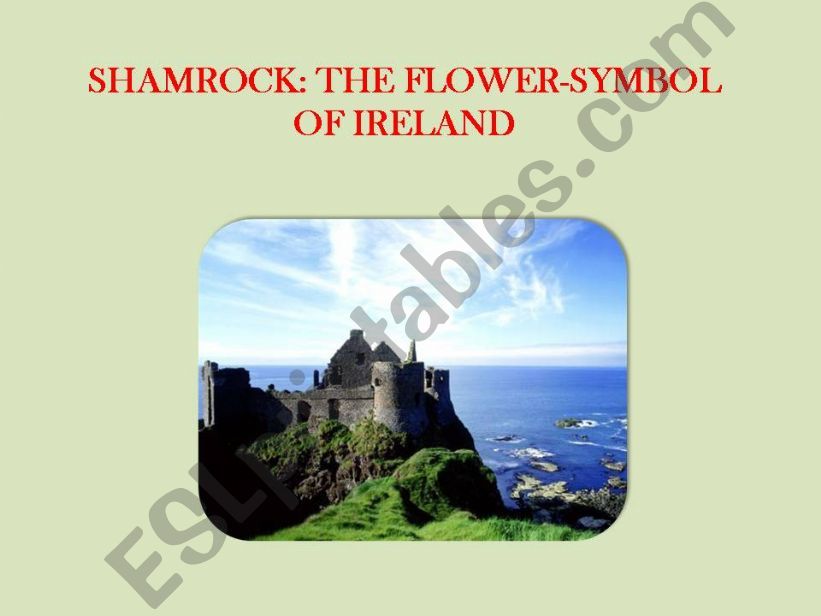 Shamrock: the flower-symbol of Ireland