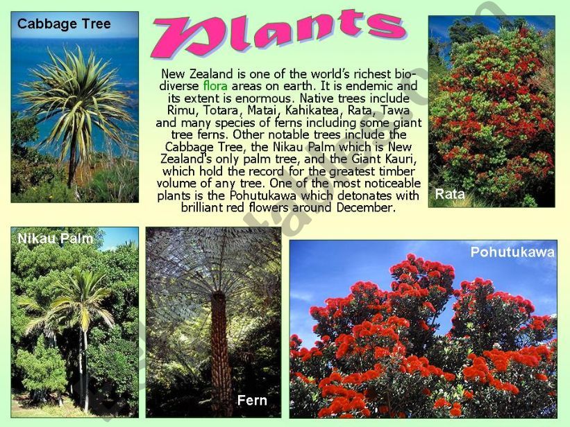 New Zealand (part3) plants,amimals