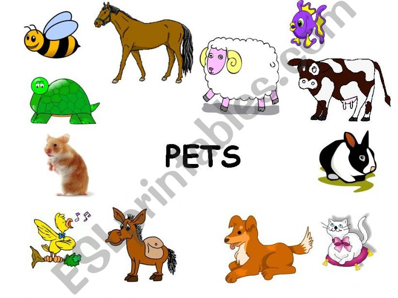 PETS powerpoint