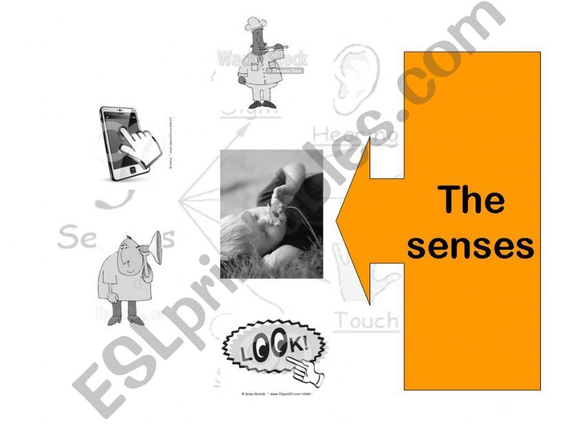 the five senses powerpoint