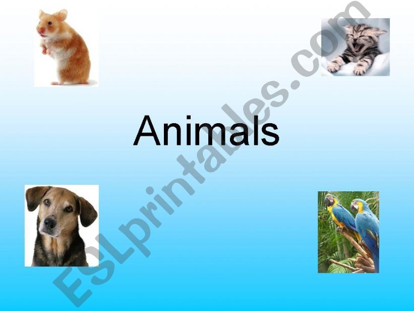 Animals powerpoint