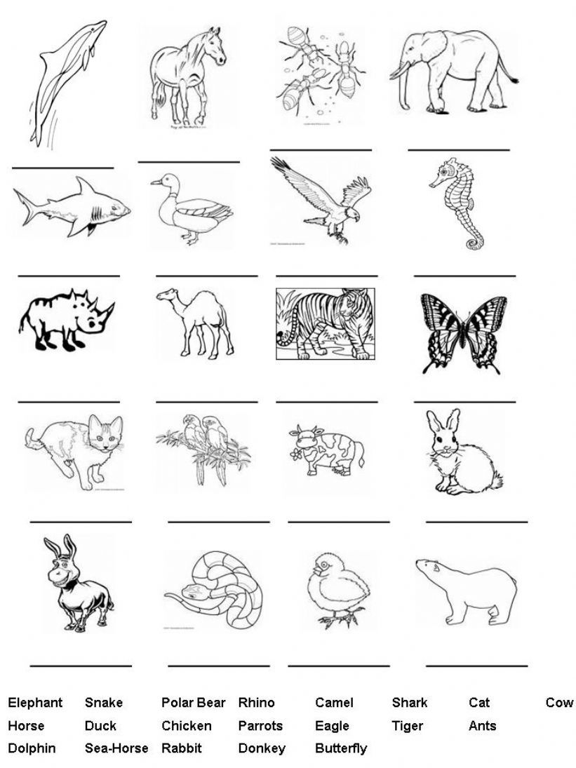 Animals powerpoint