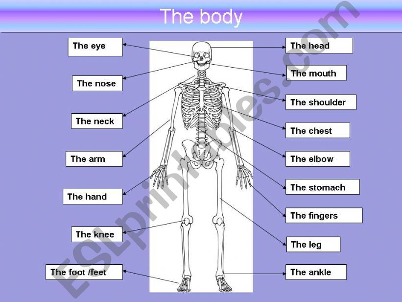 the body powerpoint